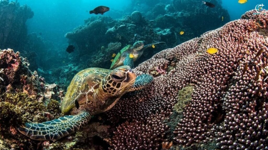 Australia,The Great Barrier Reef